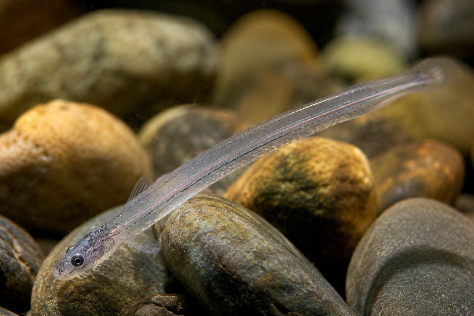 Der Fisch, der in die Harnröhre schwimmt – und plötzlich hatte ich Fragen
